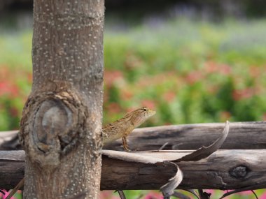 Kertenkele oturum arkasında ağaç gövdesi