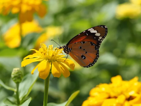 Nahaufnahme eines Schmetterlings auf einer Blume — Stockfoto