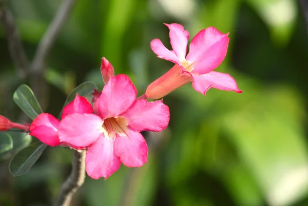 Rosa del desierto o flor de Azalea en el fondo del árbol . — Foto de Stock