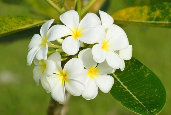 Vit Plumeria frangipani blommor på träd med naturliga backgro — Stockfoto