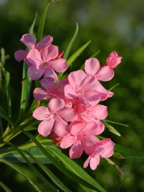 Bulanık yeşil zemin üzerine pembe frangipani çiçekler.