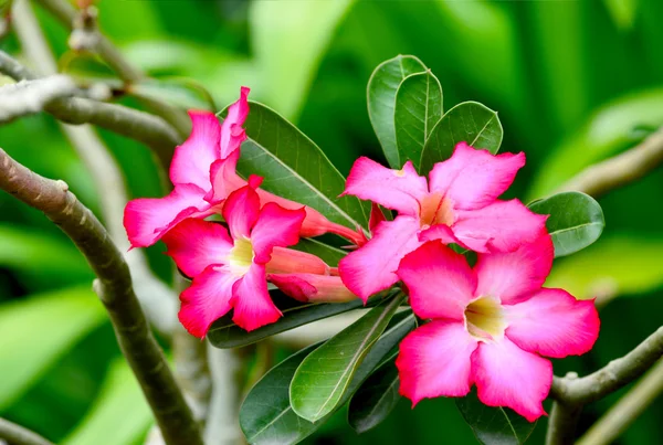 Rosa Frangipani-Blüten auf verschwommenem grünem Hintergrund. — Stockfoto