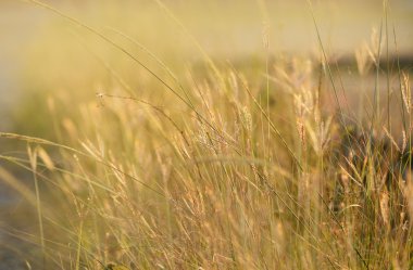  çim. Sarı, kahverengi arka plan, bulanık