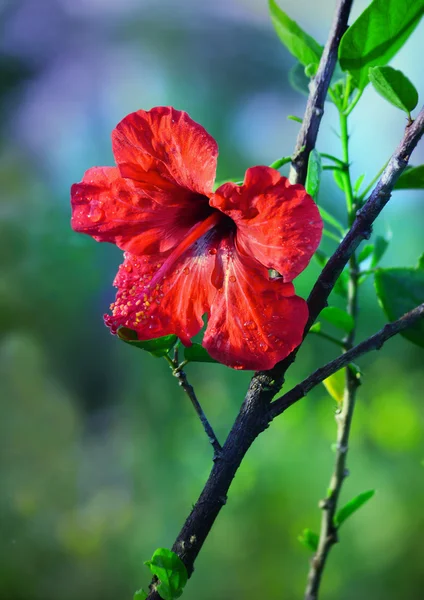 Hibiszkusz piros háttér lágy lövés homályos — Stock Fotó