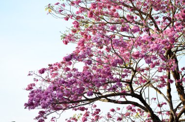 Pembe, beyaz, çiçek isteyen ağacının cassia bakeriana craib ağacı,