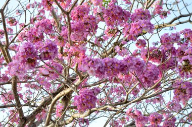 Pembe, beyaz, çiçek isteyen ağacının cassia bakeriana craib ağacı,
