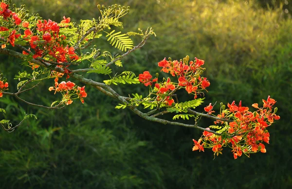 Red Peacock flower — Stock Photo, Image