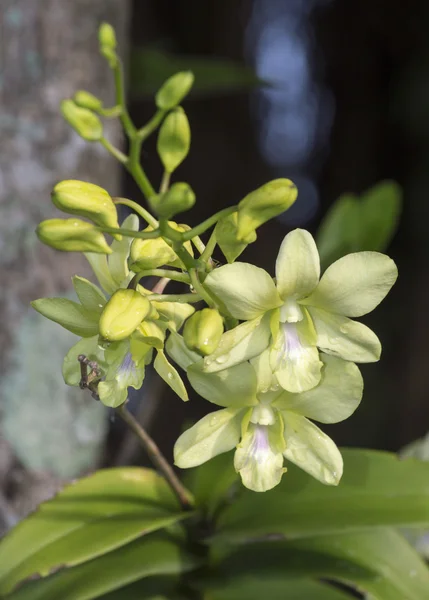 Орхідеї, орхідеї фіолетові, орхідеї фіолетові вважається королевою — стокове фото