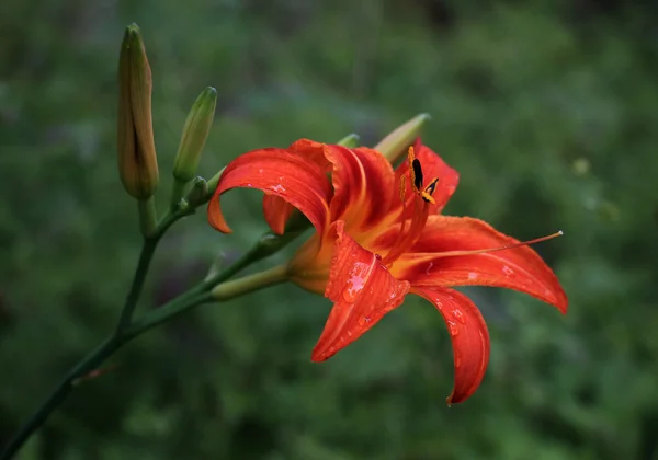 Lily flower med daggdroppar efter regn — Stockfoto