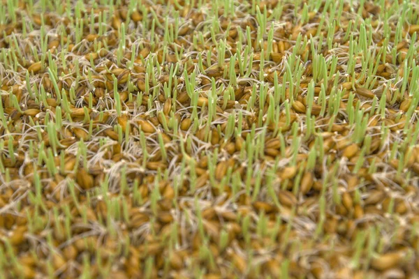 Gelber Weizen mit kleinen grünen Sprossen — Stockfoto