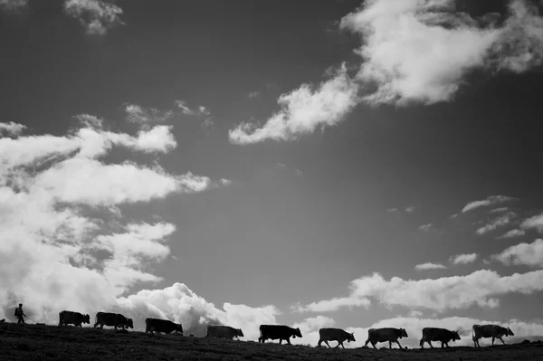 Cows walking inline on the mountain ridge — Stock Photo, Image