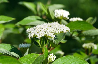 Bahçede çiçek açan mürver ağacı. Güneş ışığında beyaz mürver çiçekleri.