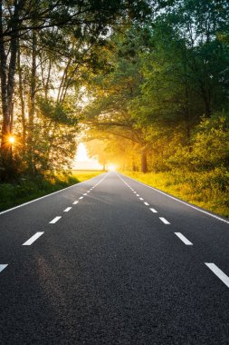 Sunlight breaks through trees along a quiet rural road in Brabant during summer. The morning casts a warm glow, highlighting the peaceful meadows and road markings. In the Netherlands