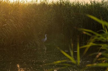 Mavi balıkçıl, uzun kamışlarla çevrili, huzurlu bir bataklıkta duruyor. Batan güneşin ılık parıltısı sakin su yüzeyine yansıyarak huzur verici bir sahne yaratıyor..