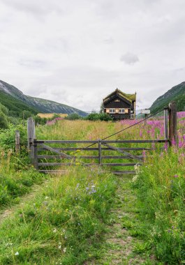 Drivstua tren istasyonu Oppdal Norveç, Drivdalen 'de duruyor. İstasyonun etrafında yeşil ve mor ateş otları yetişiyor ve yaz boyunca bu tarihi yerin yakınlarında doğayı gözler önüne seriyor..