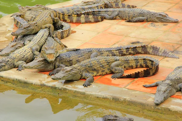 Krokodil farm nap — Stock Fotó