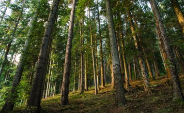 Yeşil orman manzarası