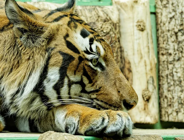 Detail of the face of the tiger — Stock Photo, Image