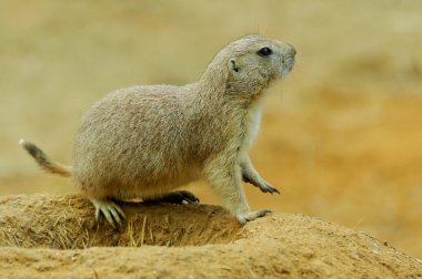 Dağ sıçanı burrows kenar