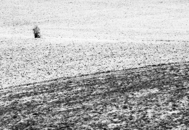 Ağaç ile karlı alan