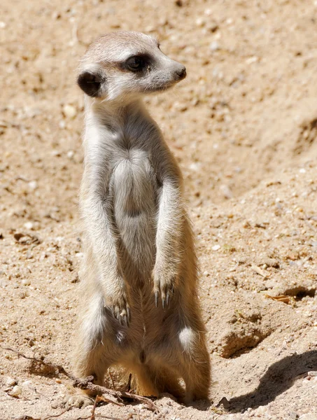 Lemur på uppmärksamhet — Stockfoto