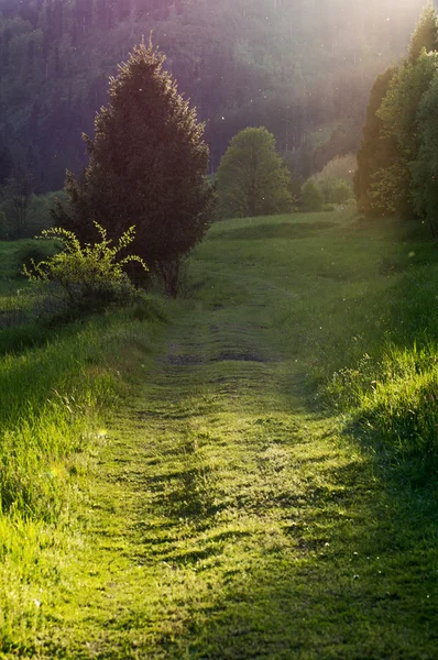 The path on a green field — Stock Photo, Image
