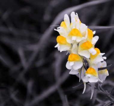 Koyu arkaplanı olan sarı çiçek