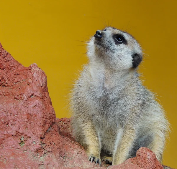 Lemur met rock — Stockfoto