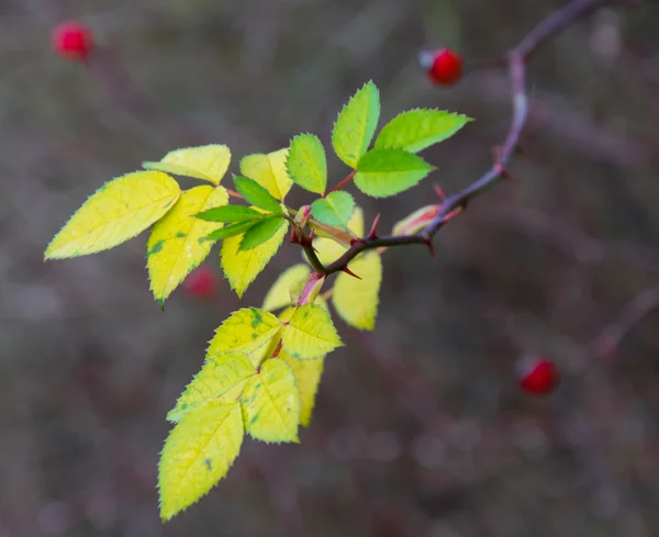 Detail van bloem — Stockfoto