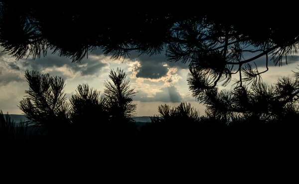 Clouds shooted from behind a tree — Stock Photo, Image