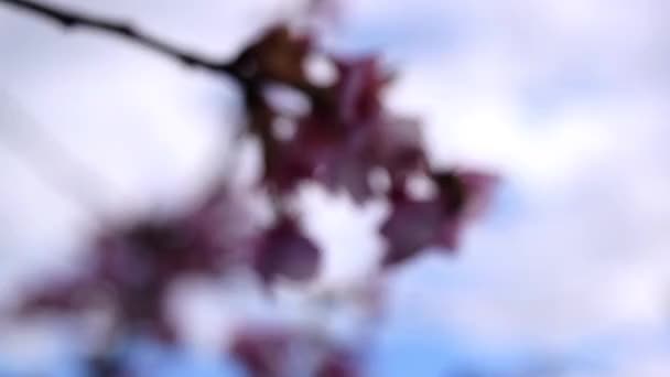 Plum bloesem in het voorjaar komt in focus aan het begin, met een bee vliegen van de bloem, Japan — Stockvideo