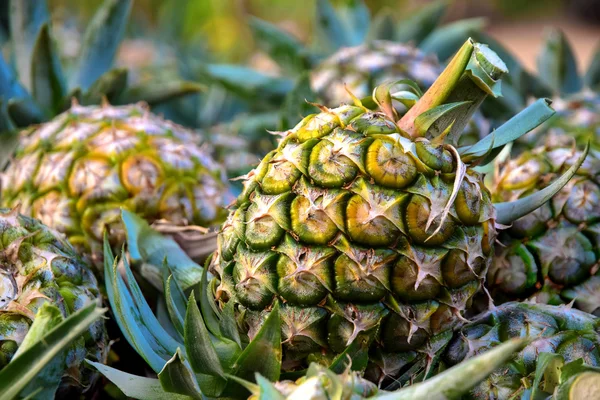 Organik taze ananas 