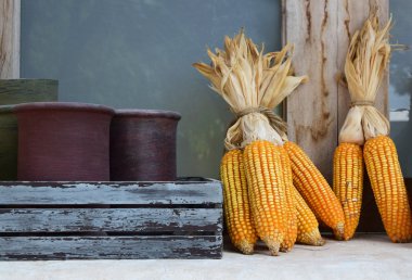 Yapay Mısır mahsul