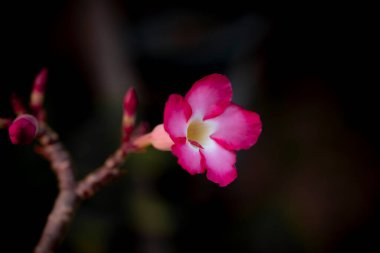 Çöl gülü, Sahte Azalea, Pembe bignonia, Impala zambağı veya bahçede adenyum. Koyu arkaplanda açan pembe tek çiçek.