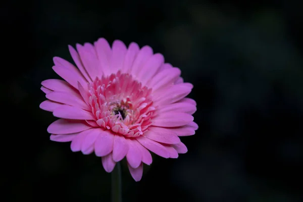 Flor Gerberas Rosa Única Que Florece Sobre Fondo Oscuro Naturaleza —  Fotos de Stock