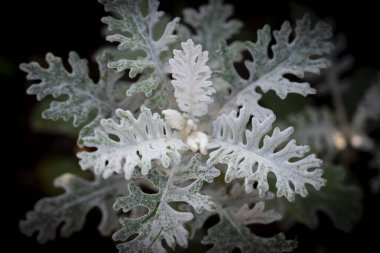 Tozlu Miller 'ın yakın çekimi ya da karanlık arka planda gümüş tozu. Yapraklar güneşe maruz kaldığında gümüş rengidir. Yürüyüş yolunda süsleme yapmak için kullan.