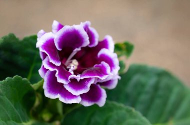 Violet Gloxinia bahçede çiçek açıyor metin arkaplanları için kopya alanı ile.