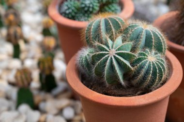 Kaktüs, oda dekorasyonu için saksıda yuvarlak şekilli bir grup sulu bitki. (Eriocactus magnificus)