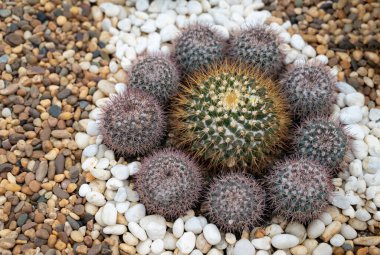 Koyu yeşil sulu bitki yığınları, Kaktüs (Echinopsis calochlora) tepsi bahçe dizaynında yuvarlak şekilli..