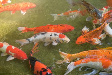 Bir grup renkli koi balığı açık bir bahçe havuzunda zarifçe yüzüyor, canlı desenleri nazik dalgalar yaratıyor ve sakin, zen benzeri bir atmosfer yaratıyor..