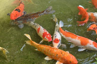 Bir grup renkli koi balığı açık bir bahçe havuzunda zarifçe yüzüyor, canlı desenleri nazik dalgalar yaratıyor ve sakin, zen benzeri bir atmosfer yaratıyor..