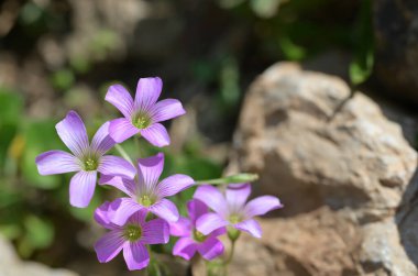 Yumuşak mor yapraklar ve ince damarlarla güneş ışığında açan narin pembe oksalis debilis çiçekleri, kayalar ve yeşillikler arasında doğal olarak büyüyen, yumuşak yaban çiçeği cazibesini sergiliyor..
