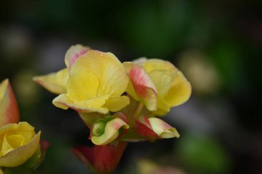 Yumuşak kırmızı kenarları, su damlacıkları ile noktalı narin sarı begonya çiçekleri yakın plan, koyu yeşil bir bulanık zemin üzerine kurulmuş.