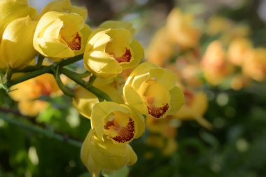 Kırmızı benekli orkideleri olan canlı sarı Cymbidium orkidelerinin yakın plan görüntüsü. Sıcak güneş ışığında yeşil bir gövde üzerinde çiçek açıyorlar..