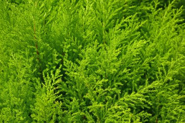 Yeşil küçük eğreltiotu