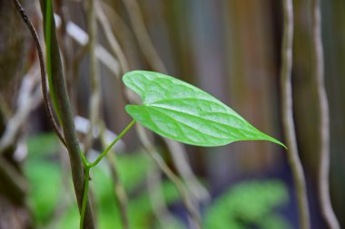 Yakın çekim yeşil sarmaşık