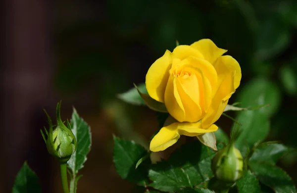 Enkele gele roos — Stockfoto