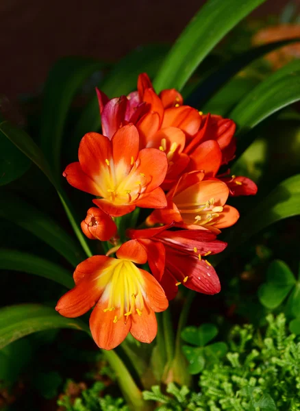 Rote Clivia miniata, — Stockfoto