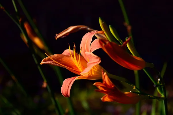 Gün lily Kuzey Tayland — Stok fotoğraf