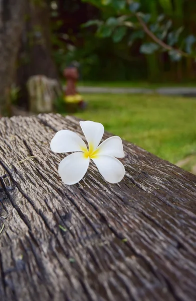 Frangipani blanc sur vieux bois — Photo